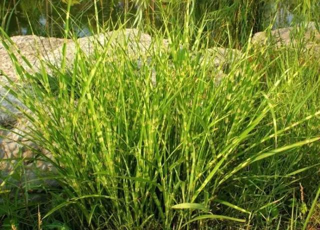 观赏草美景图片大全,观赏草叶