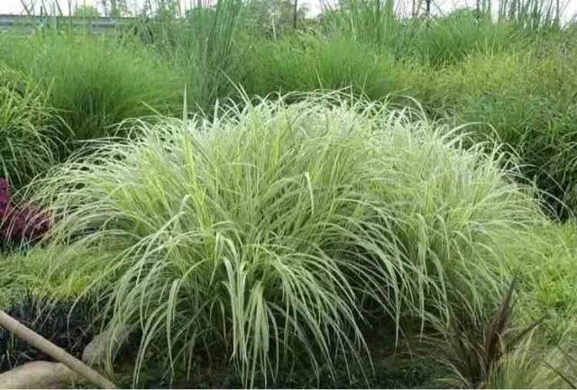 观赏草美景图片大全,观赏草叶