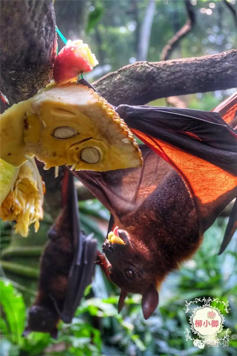 春节旅游新加坡,还能不能春节旅游去新加坡