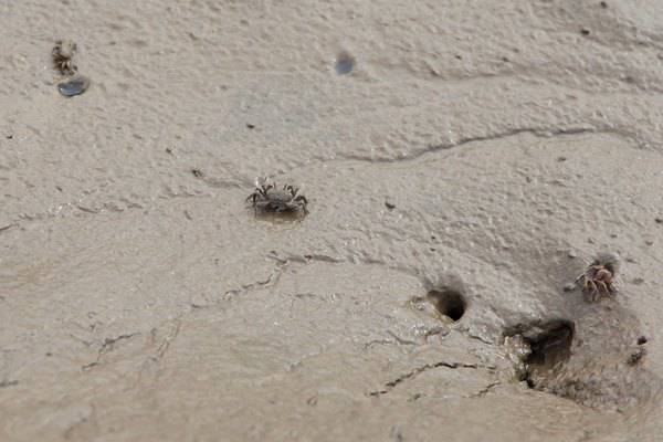 金茂凯悦酒店崇明还在哪里,上海崇明金茂凯悦酒店几星级