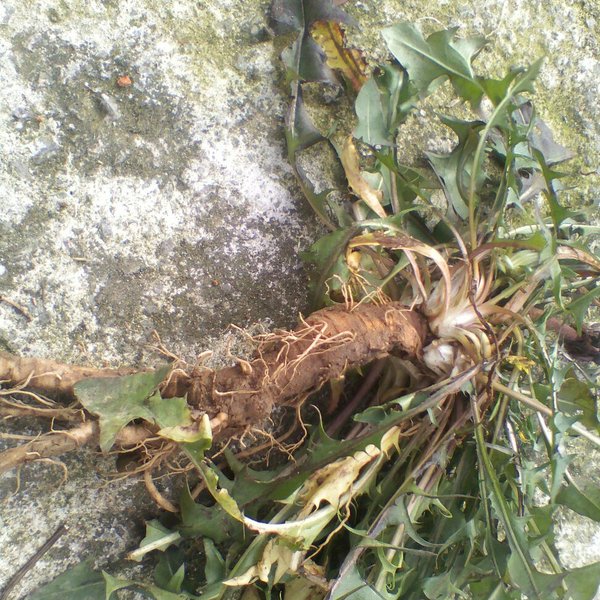 蒲公英的根和叶的疗效,蒲公英的根和叶功效一样吗