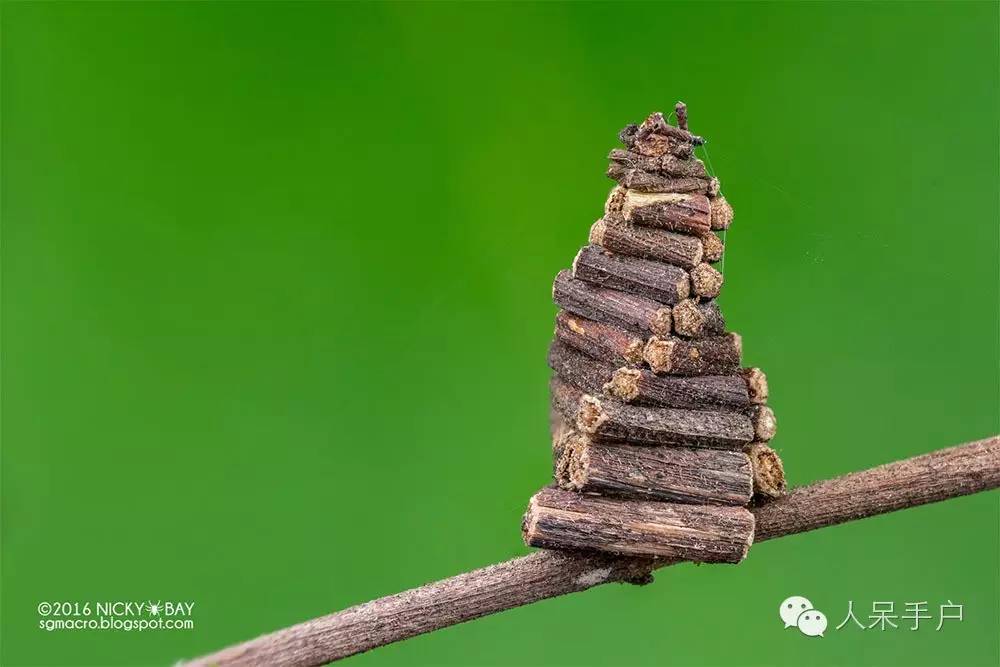 蛾,蛾,蛾~最大、最美、最奇葩,展翅向天歌