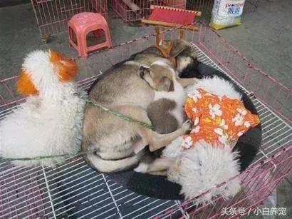 狗贩子和家庭繁育区别,狗贩子vs比特犬