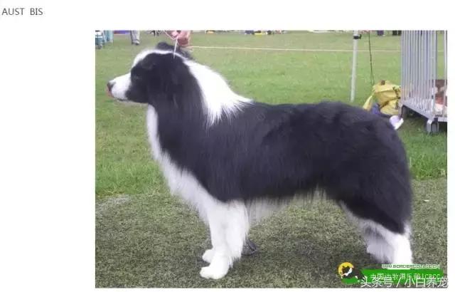 狗贩子和家庭繁育区别,狗贩子vs比特犬