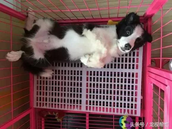 放羊是德牧好还是边境牧羊犬好,边境牧羊犬真的可以帮助放羊吗