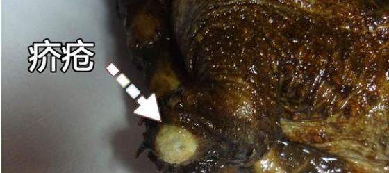 帮乌龟处理疥疮全过程,乌龟长疥疮了怎么治疗