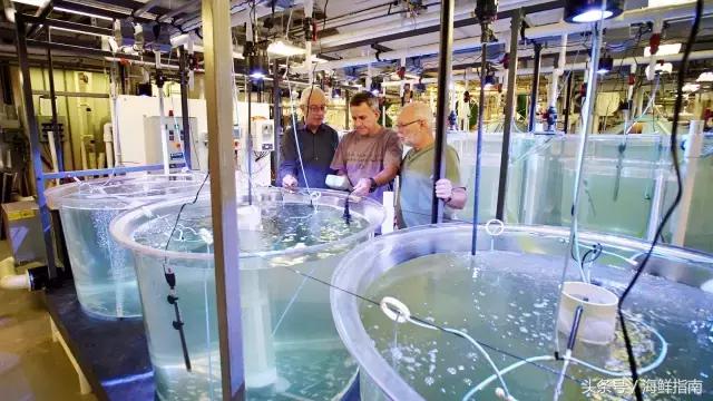 蓝鳍金枪鱼是怎么养殖的,蓝鳍金枪鱼怎么在家养