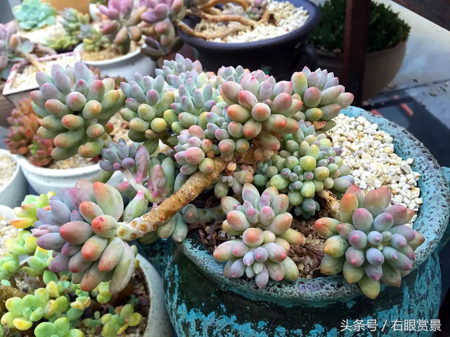 精品多肉颗颗都是韩版欧货老桩让您大呼过瘾