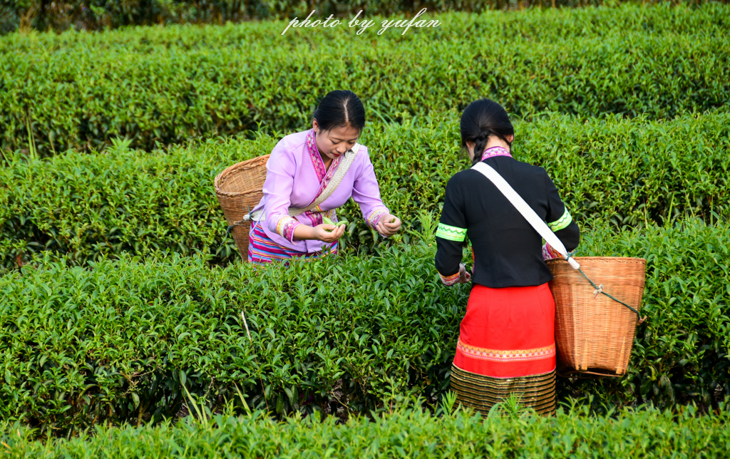 云端上的世外桃源，看看浇灌牛奶和土鸡蛋的有机乌龙茶长成啥样