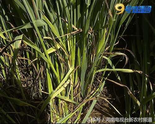 小麦枯黄打什么药最好,小麦枯黄生虫用什么肥