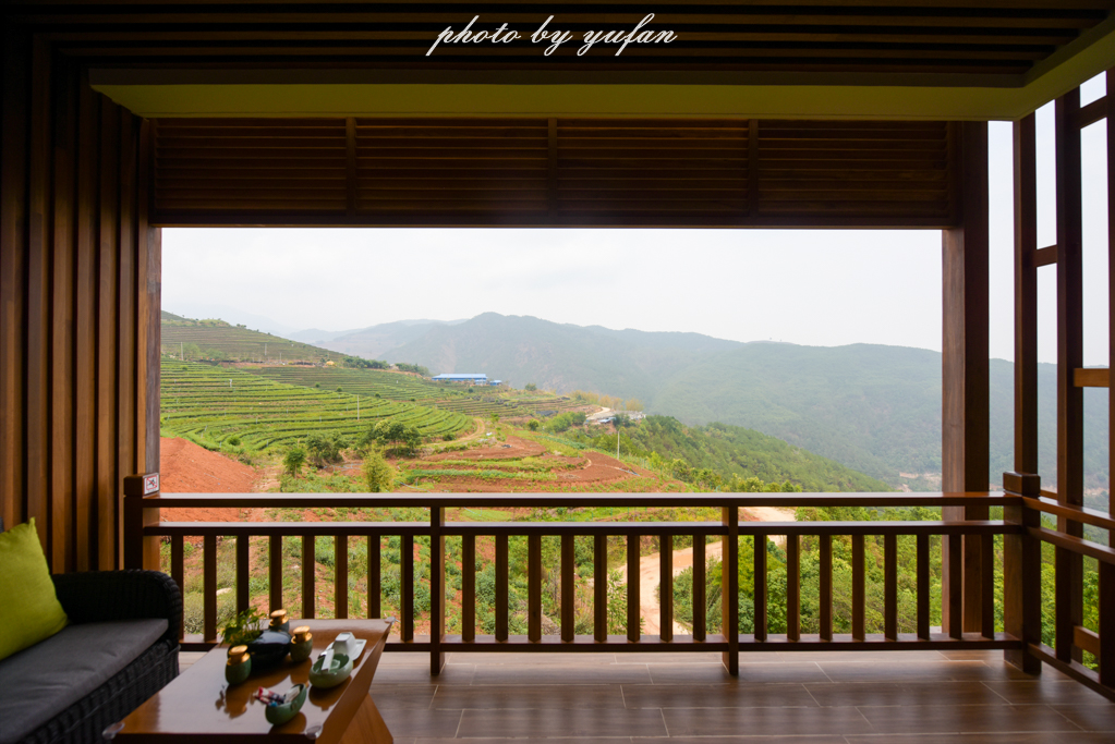 云端上的世外桃源，看看浇灌牛奶和土鸡蛋的有机乌龙茶长成啥样