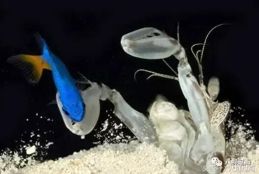 比手臂还粗的皮皮虾你吃过了吗,比手臂还大的皮皮虾吃起来超过瘾