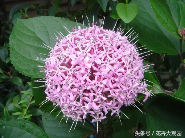 盘点哪些优美的花又不常见,盘点那些不好看的花