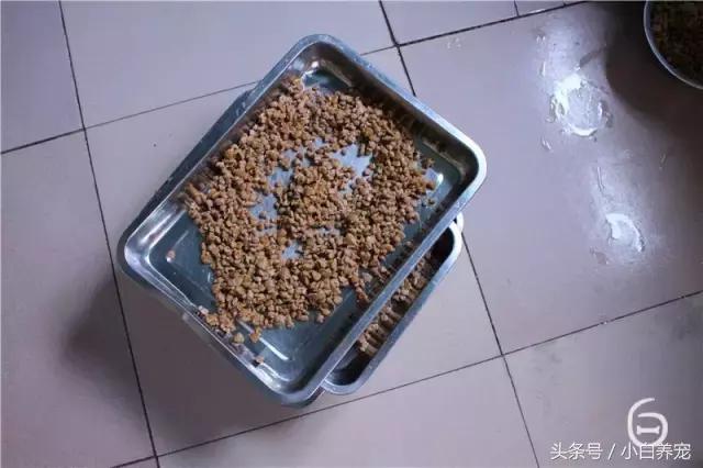 狗贩子和家庭繁育区别,狗贩子vs比特犬