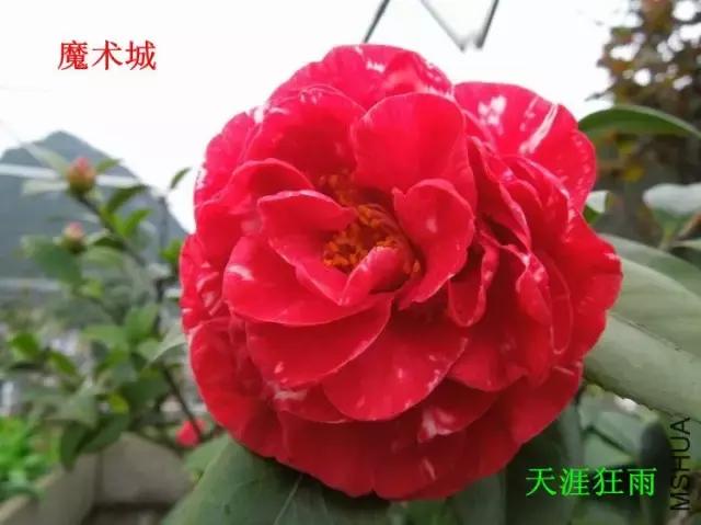 四大名花之山茶,中国百种山茶图片