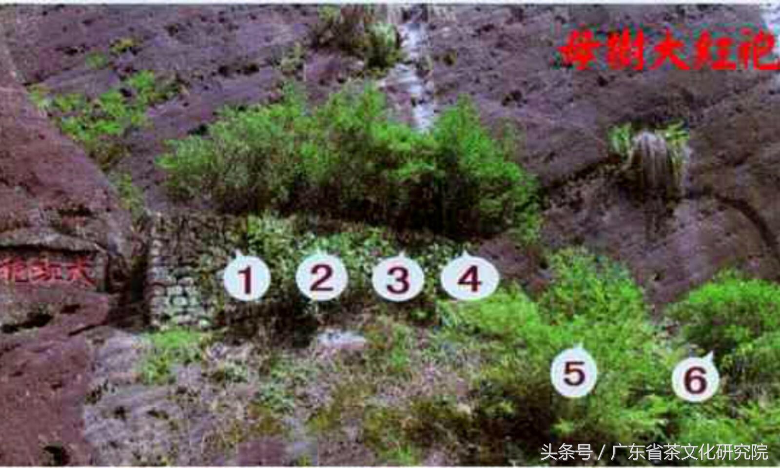 大红袍知识点全解,辽宁干货大红袍货源充足