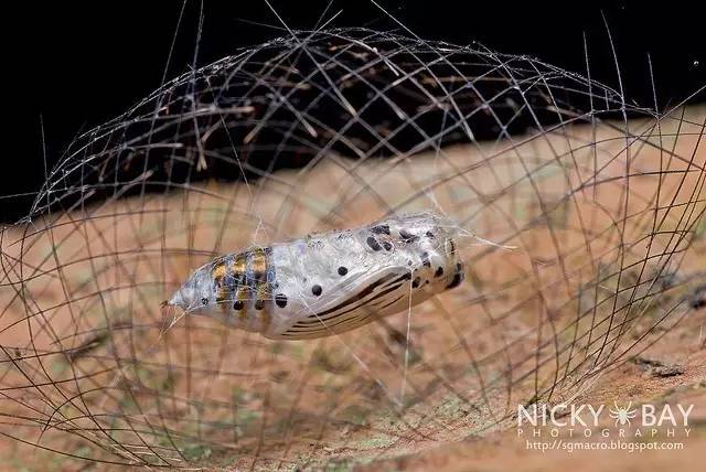 蛾,蛾,蛾~最大、最美、最奇葩,展翅向天歌