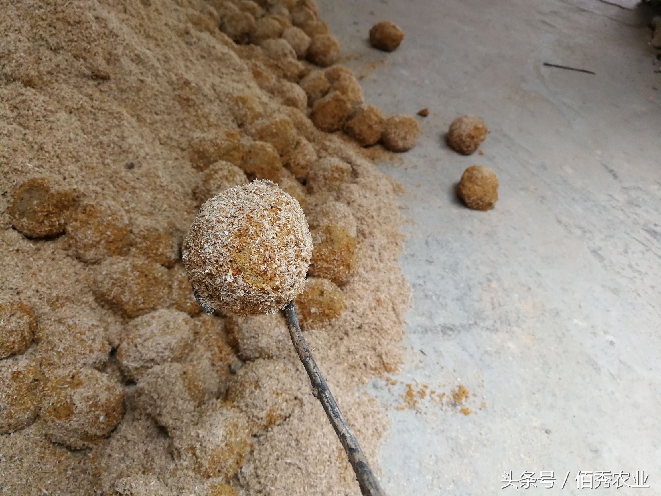 变蛋五毛钱,烧变蛋治拉肚子吗