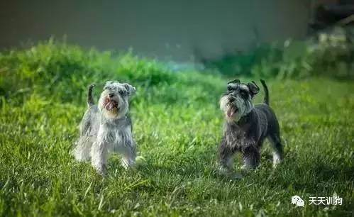 城市饲养的看护犬,看护厂房用什么犬好