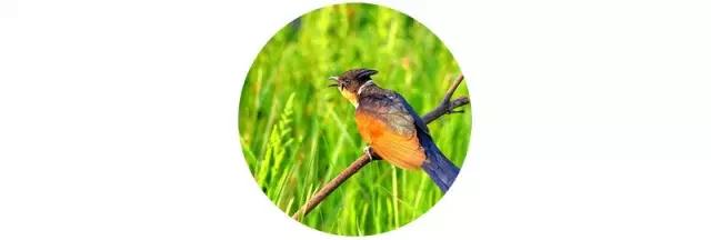 倾听谷雨朗读视频,倾听谷雨古诗朗诵