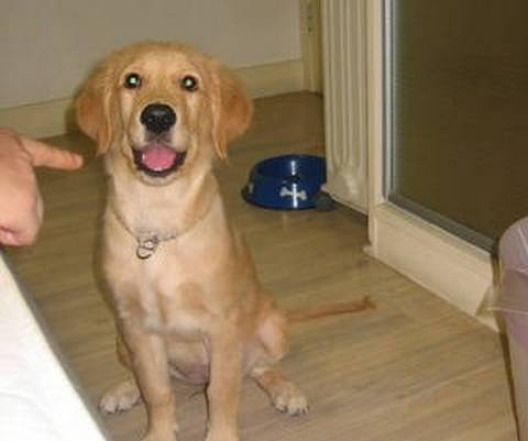 如何让幼犬在指定地方大小便,强行训练幼犬大小便