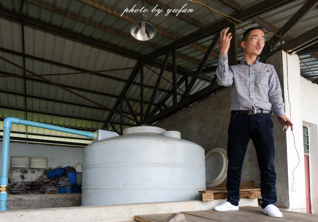 云端上的世外桃源，看看浇灌牛奶和土鸡蛋的有机乌龙茶长成啥样