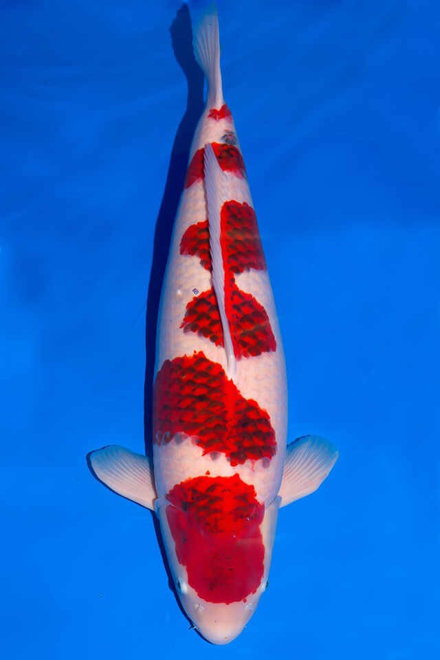 鱼友张哥分享锦鲤鱼烂肉治疗多种治疗方法