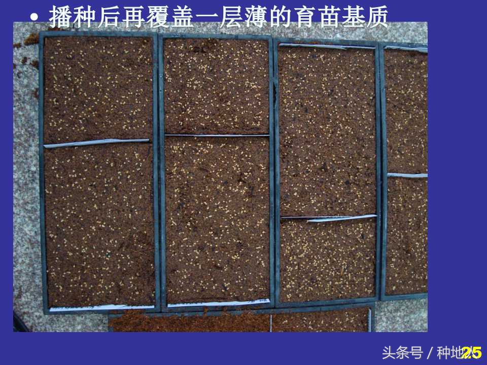 看看高手如何做管理的,看看山东大棚甜瓜种植技术