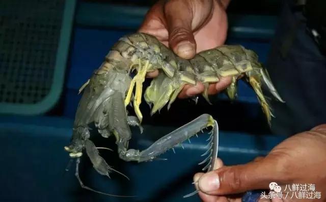 丹东腌制皮皮虾濑尿虾,濑尿虾好吃还是皮皮虾好吃