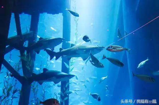 迪拜落地签怎么签 (迪拜现在可以落地签吗)