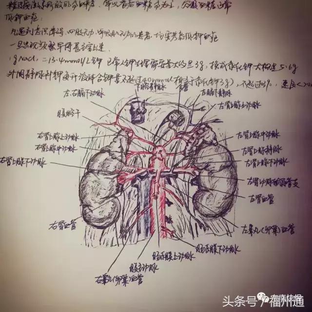 这美女厉害了!福州女大学生手绘人体解剖图太逼真!