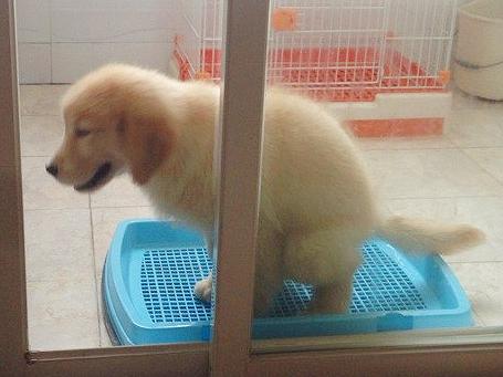 利用浴室训练幼犬定点大小便,怎么控制幼犬随时随地大小便
