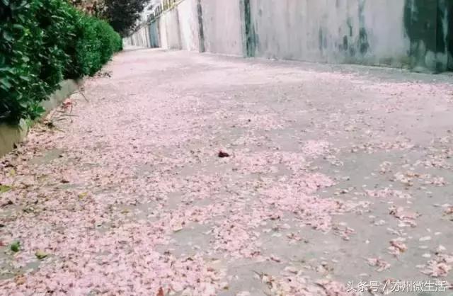 天平学院是公办的吗,苏州天平学院全国排名