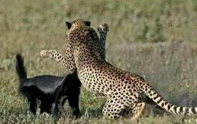 蜜獾平头哥战老虎,最大蜜獾平头哥