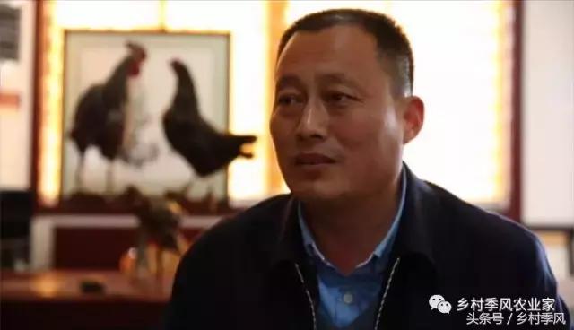 汶上芦花鸡散养基地,芦花鸡是什么鸡