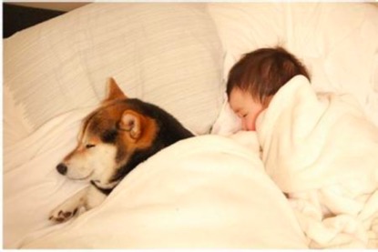 众里寻它千百度完整,老牌优质奶粉