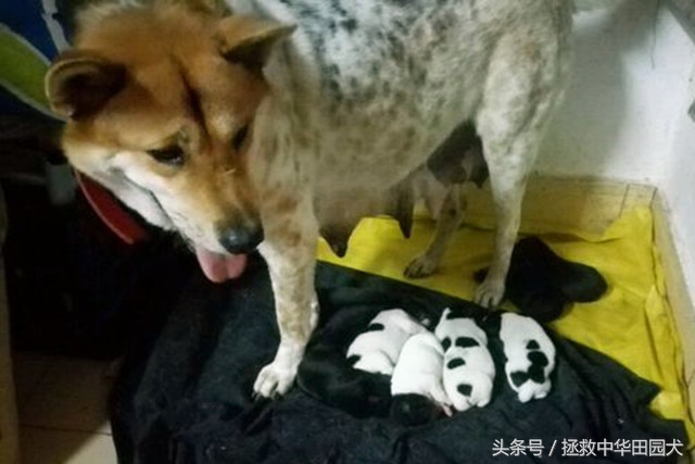 狗的种类大全中华田园犬,真正的中华田园犬是大黑狗