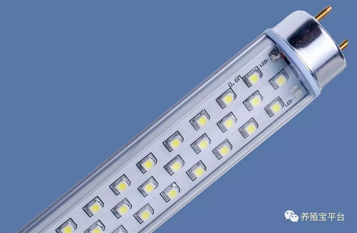 蛋鸡养殖led灯泡,led灯对鸡有影响