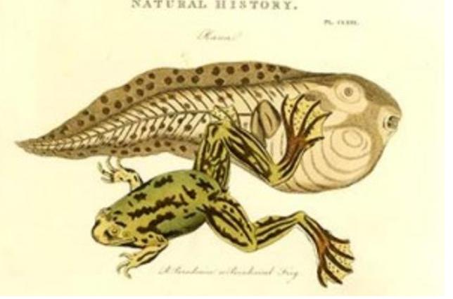 蝌蚪为什么那么慢变青蛙,你知道蝌蚪是怎么变成青蛙的吗