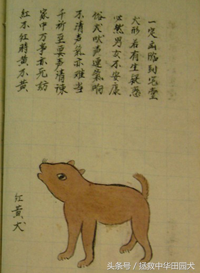 狗的种类大全中华田园犬,真正的中华田园犬是大黑狗