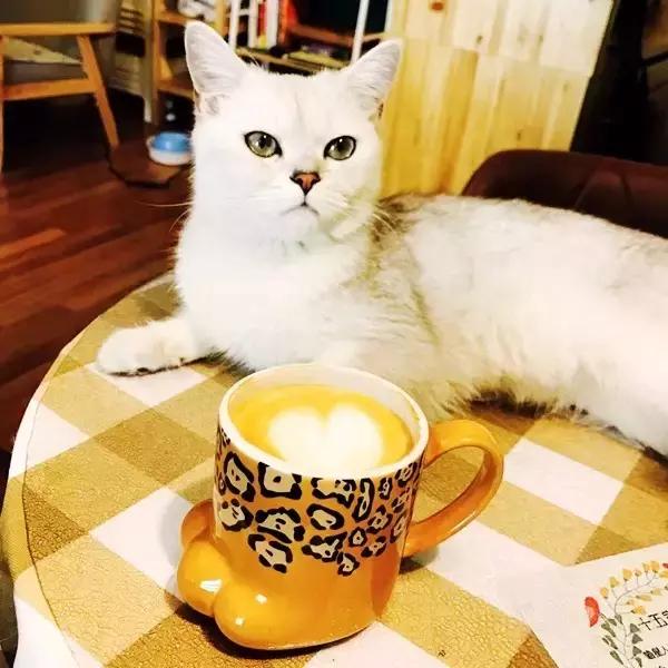 银川适合情侣去的咖啡馆,银川十大情侣约会餐厅