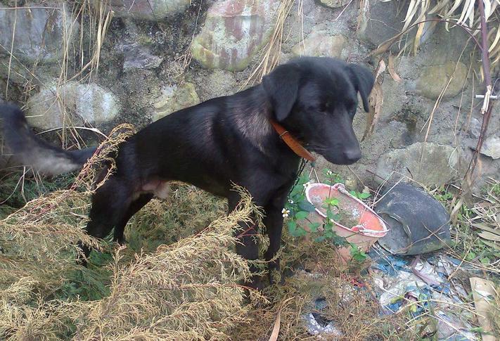 彝族人家的凉山猎犬,凉山赶山狗打猎