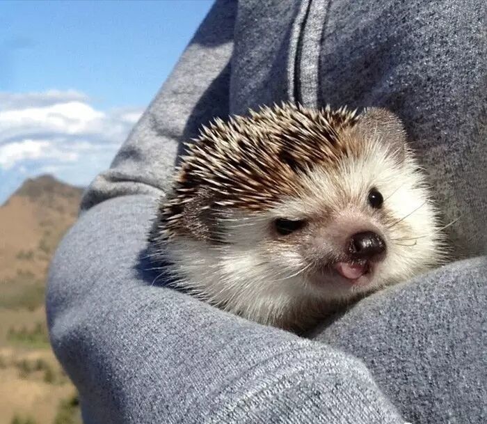养一只刺猬,这么可爱的刺猬你也想养一只吗