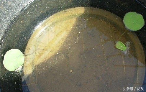 碗莲种植方法全过程图解,碗莲种植全过程图解