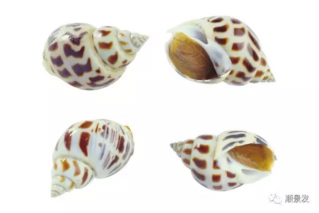 贝类海鲜的品种及图片大全,常见的贝类海鲜图片大全及名称