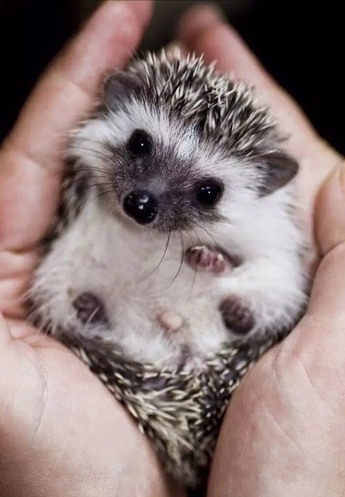 养一只刺猬,这么可爱的刺猬你也想养一只吗