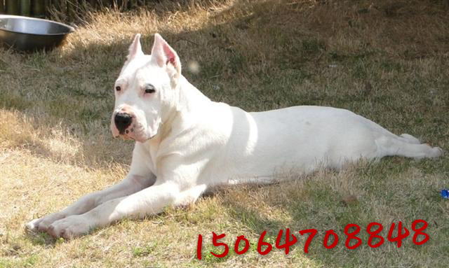 杜高犬最佳喂养方法,杜高犬正确喂养方法