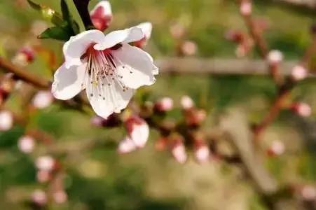 最美人间四月天正是出游好时节,最美人间四月天正是踏春好时节