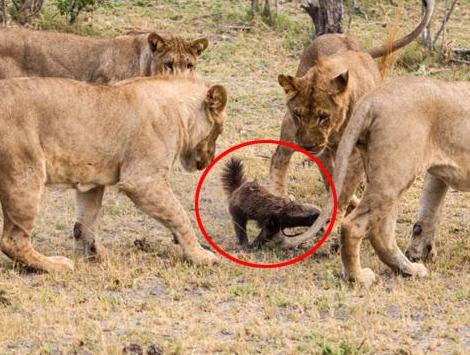 非洲的鬣狗还有蜜獾谁厉害呢,非洲蜜獾跟鬣狗谁厉害