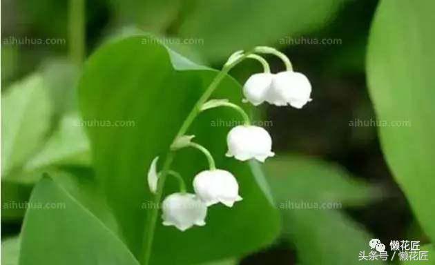 有毒有害的花草有哪些,千万不要碰的10种毒虫